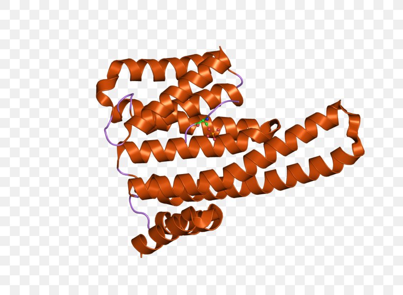 YWHAE 14-3-3 Protein Gene Font, PNG, 800x600px, Gene, Function, Homo Sapiens, Interaction, Orange Download Free