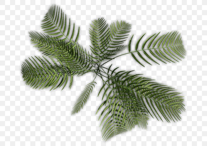 Arecaceae Plant Stem Tree, PNG, 688x579px, Arecaceae, Directory, Karabiner 98k, Leaf, Organism Download Free