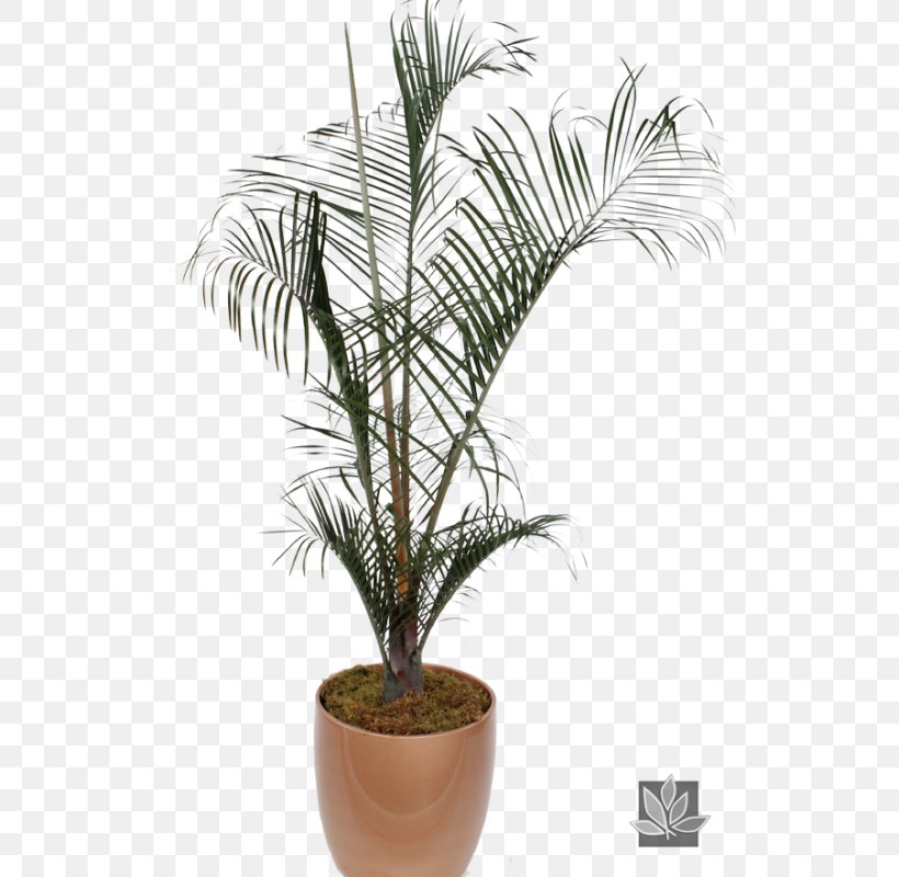 Babassu Palm Trees Houseplant African Oil Palm Dypsis Decaryi, PNG, 522x800px, Babassu, African Oil Palm, Arecales, Asian Palmyra Palm, Attalea Download Free
