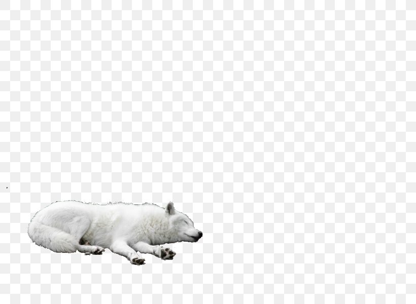 Polar Bear Dog Mammal Carnivora, PNG, 800x600px, Bear, Animal, Black, Black And White, Canidae Download Free