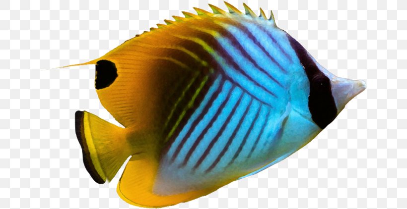 Threadfin Butterflyfish Angelfish Pomacanthidae Aquarium, PNG, 658x422px, Threadfin Butterflyfish, Angelfish, Anglerfish, Aquarium, Aquatic Animal Download Free