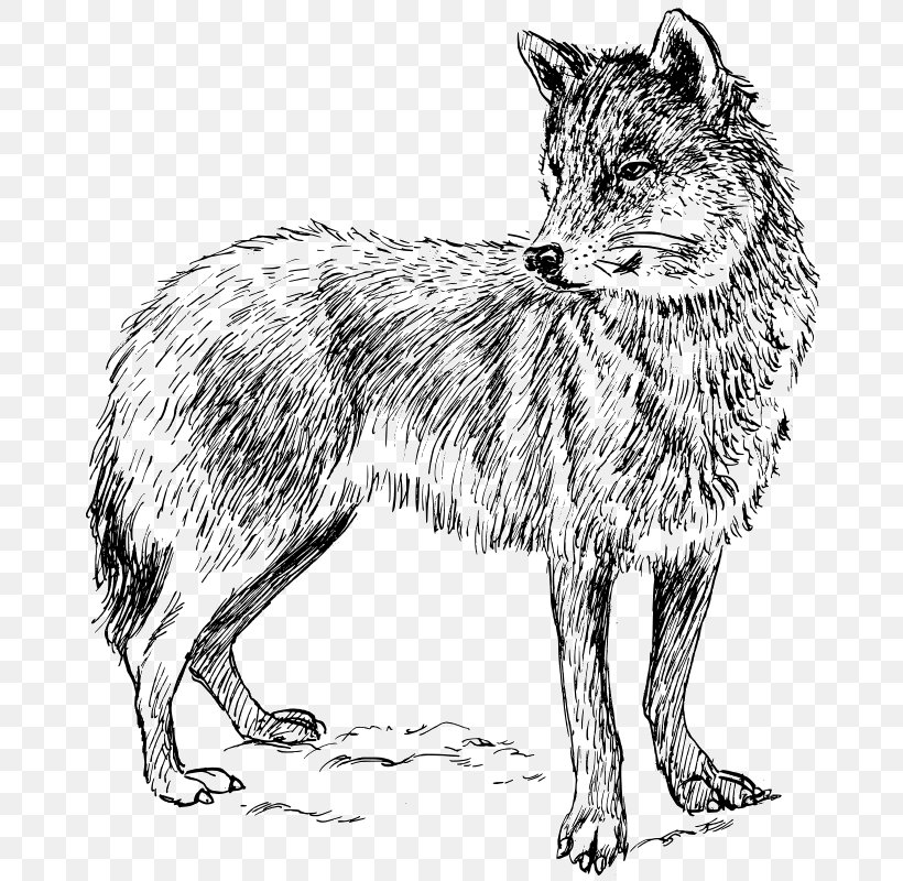 Arctic Wolf Coyote Clip Art, PNG, 686x800px, Arctic Wolf, Black And White, Black Wolf, Carnivoran, Coyote Download Free