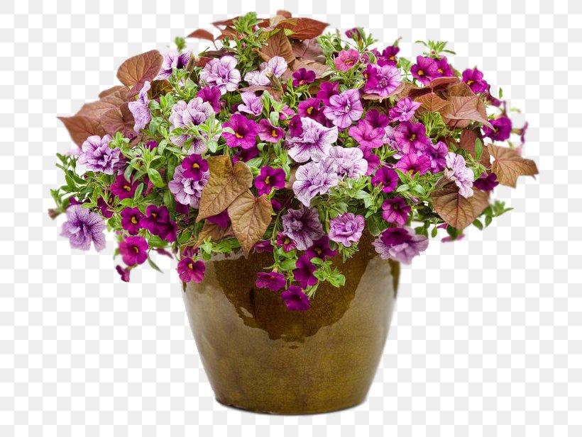 Calibrachoa Garden Petunia Annual Plant, PNG, 736x617px, Calibrachoa, Annual Plant, Container Garden, Cut Flowers, Floral Design Download Free