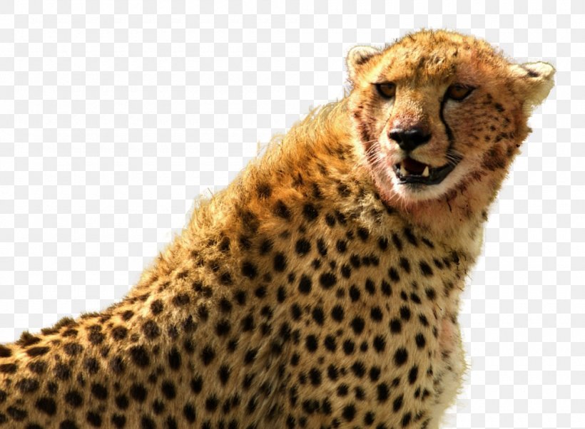 Cheetah Leopard Image Clip Art, PNG, 1000x735px, Cheetah, African Leopard, Animal Figure, Big Cats, Carnivore Download Free