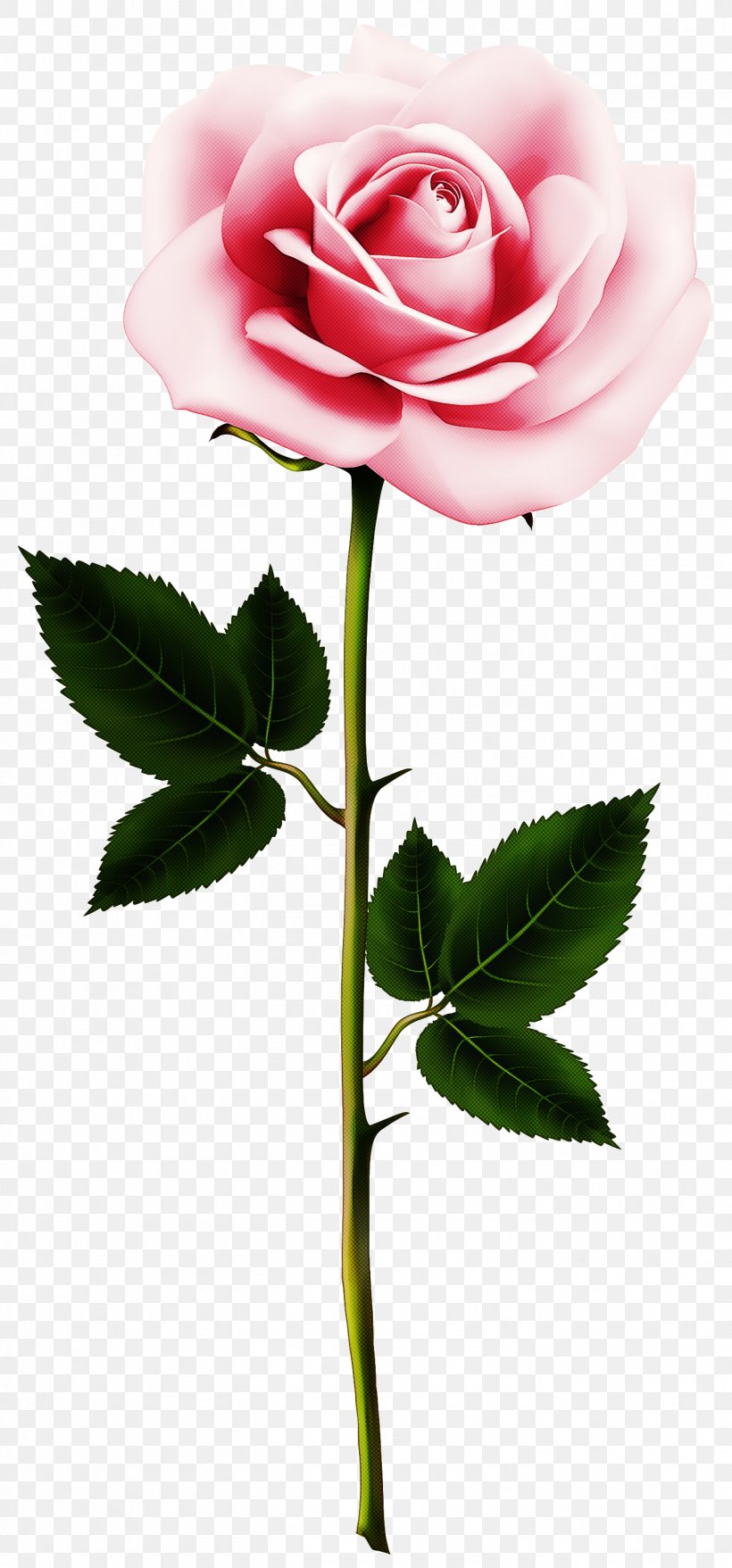 Garden Roses, PNG, 1399x2999px, Flower, Flowering Plant, Garden Roses, Hybrid Tea Rose, Petal Download Free