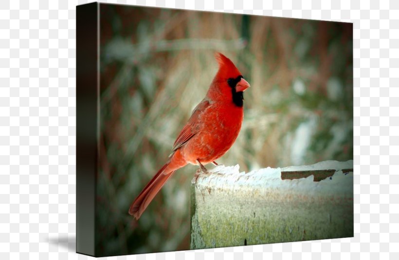 Marietta Street Painting Northern Cardinal Bird, PNG, 650x536px, Marietta, Art, Beak, Bird, Business Download Free