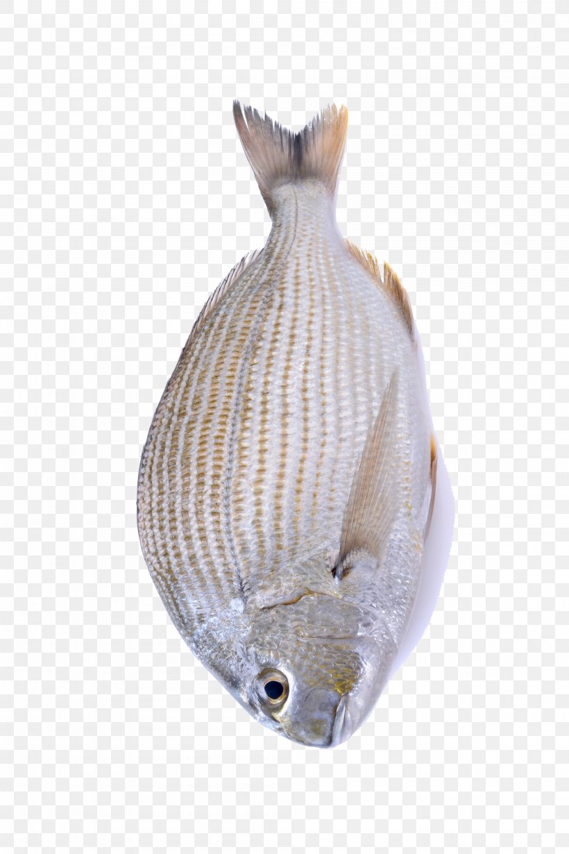 Seafood Fish Marine Biology, PNG, 4000x6000px, Seafood, Atlantic Mackerel, Biology, Cat, Fauna Download Free