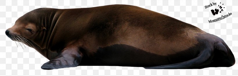 Whiskers Sea Lion Marine Biology, PNG, 1540x493px, Whiskers, Animal Figure, Brown, Canidae, Carnivoran Download Free