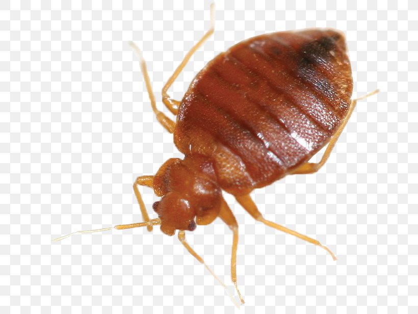 Cockroach Mosquito Bed Bug Control Techniques Pest Control, PNG, 691x616px, Cockroach, Ant, Arthropod, Bat Bug, Bed Download Free