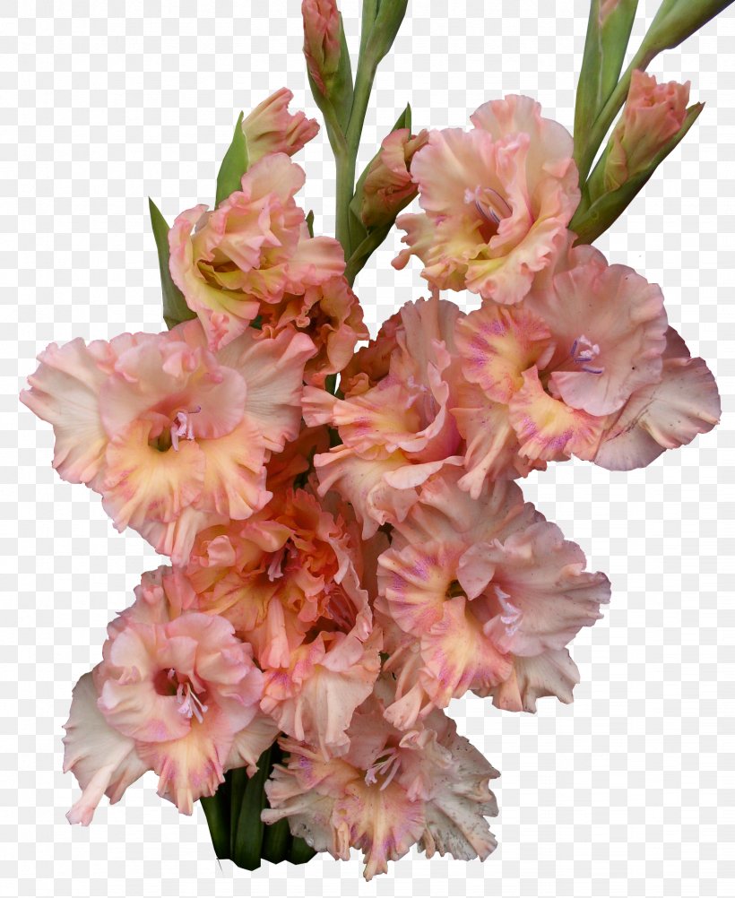 Gladiolus Cut Flowers Flower Bouquet Plant Stem, PNG, 1644x2010px, Gladiolus, Artificial Flower, Bud, Cut Flowers, Floral Design Download Free