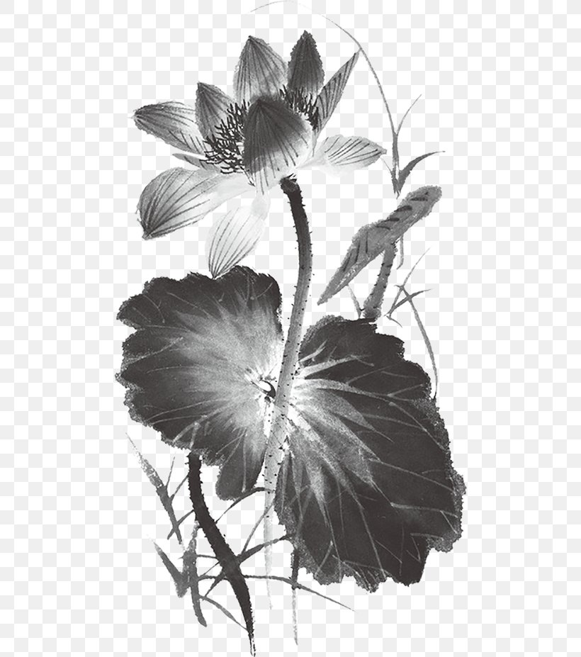 Ink Wash Painting 畫荷花 中國水墨畫 Vector Graphics, PNG, 500x927px, Ink Wash Painting, Art, Artwork, Black And White, Chinoiserie Download Free