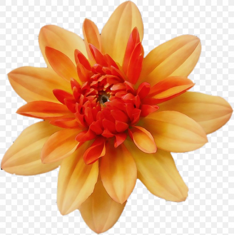 Orange, PNG, 1192x1200px, Watercolor, Flower, Flowering Plant, Gazania, Gerbera Download Free