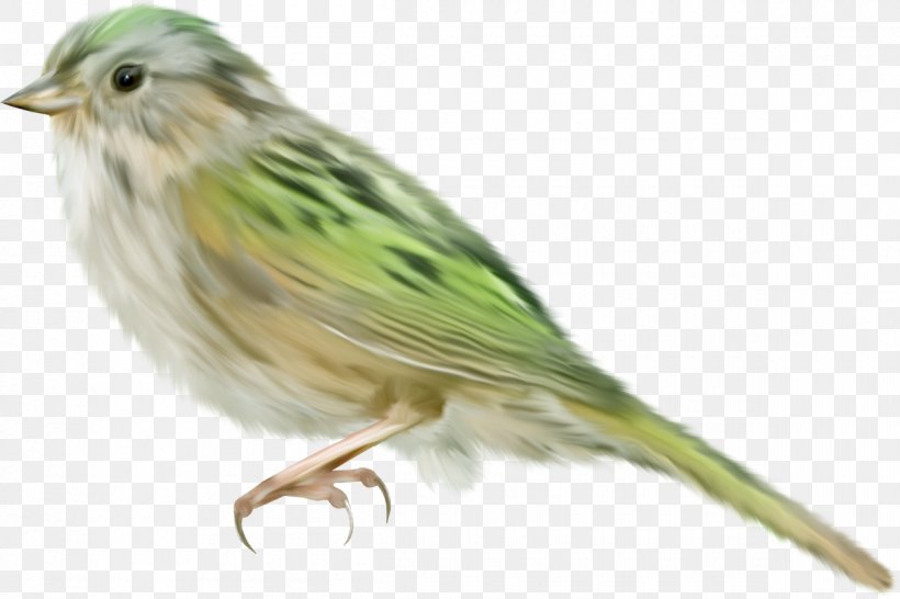 Bird House Sparrow Clip Art, PNG, 1200x800px, Bird, Atlantic Canary, Beak, Canary, Digital Image Download Free