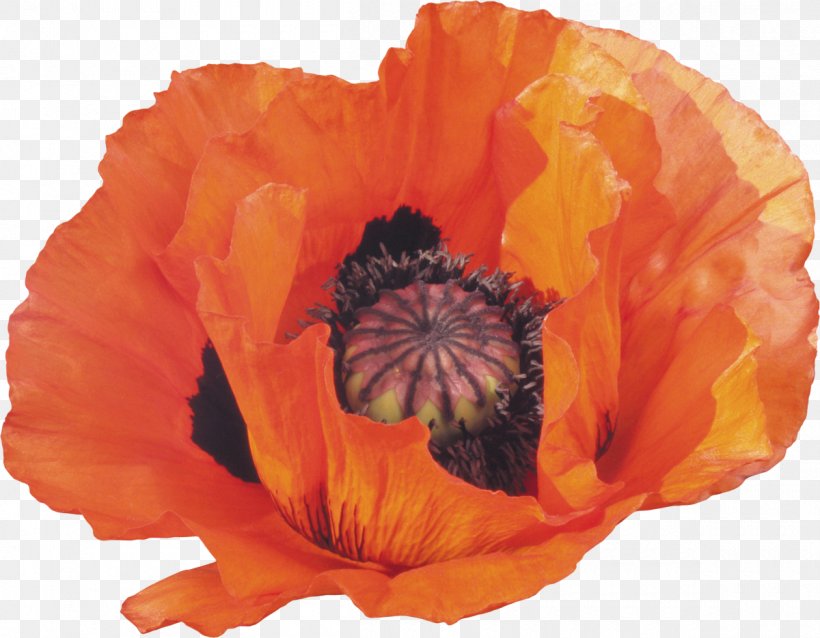 Common Poppy Flower Opium Poppy, PNG, 1200x935px, Common Poppy, Blume, Drawing, Flower, Flowering Plant Download Free