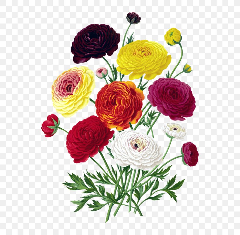 Flower Bouquet Wedding Persian Buttercup Clip Art, PNG, 640x800px, Flower, Art, Botanical Illustration, Buttercup, Chrysanths Download Free