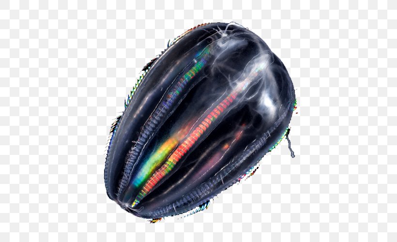 Jellyfish Comb Jellies Plankton Animal Tentacle, PNG, 500x500px, Jellyfish, Animal, Bicycle Clothing, Bicycle Helmet, Bicycle Helmets Download Free