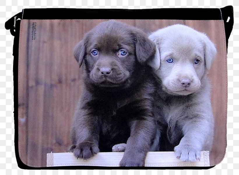 Labrador Retriever Puppy Golden Retriever Dog Breed Borador, PNG, 800x600px, Labrador Retriever, Bag, Borador, Breed, Carnivoran Download Free