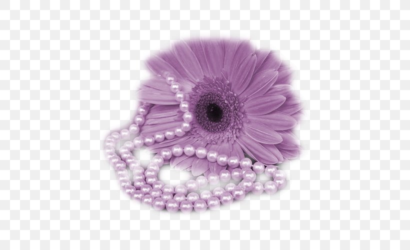Purple Chrysanthemum, PNG, 500x500px, 3d Computer Graphics, Purple, Chrysanthemum, Flower, Gerbera Download Free