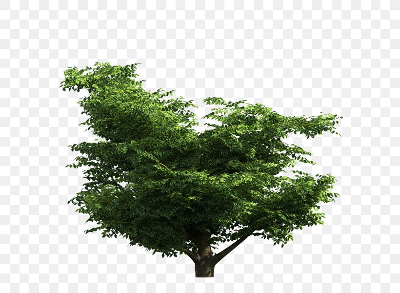 Tree Branch Digital Image, PNG, 600x600px, Tree, Branch, Digital Image, Evergreen, Leaf Download Free