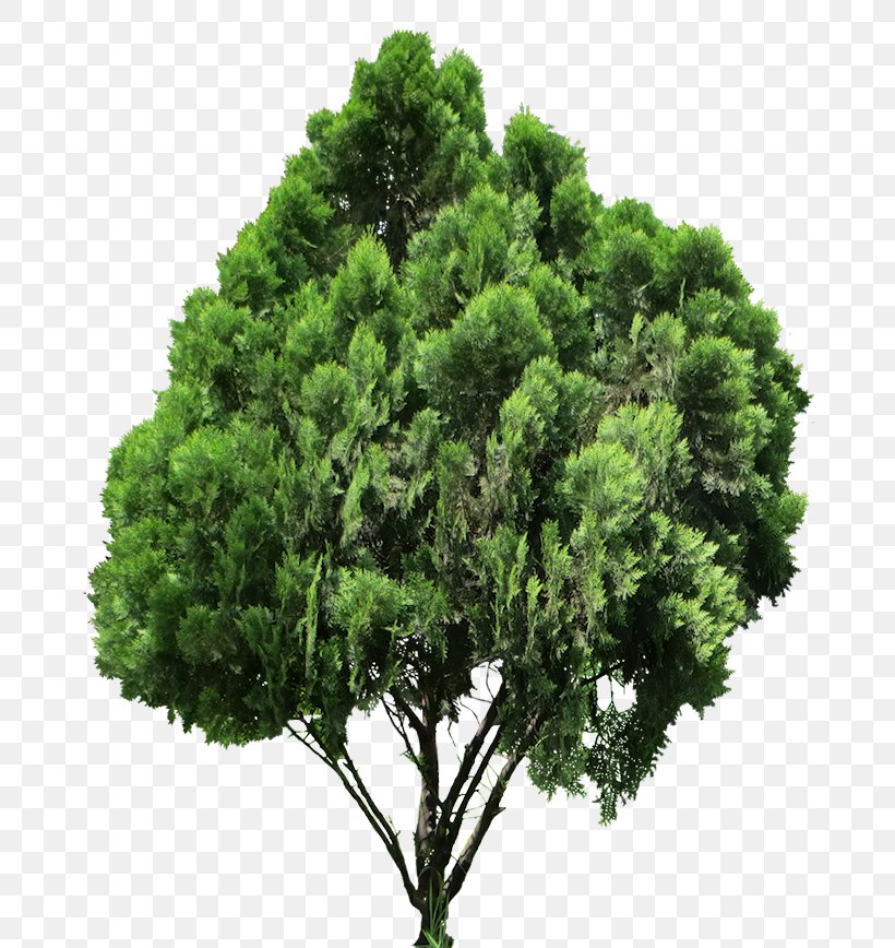 Conifers Tree Oriental Arbor-vitae, PNG, 700x868px, Conifers, Arecaceae, Bonsai, Conifer, Douglas Fir Download Free