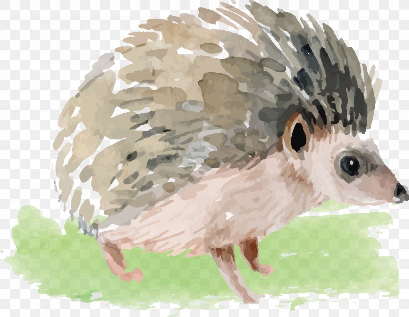 Domesticated Hedgehog Watercolor Painting, PNG, 4280x3322px, Hedgehog, Animal, Animation, Beak, Bird Download Free