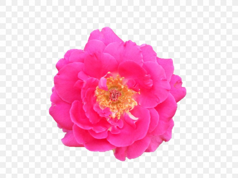 Garden Roses Dakshineswar Jayrambati Centifolia Roses Cut Flowers, PNG, 1500x1125px, Garden Roses, Camellia, Centifolia Roses, Cut Flowers, Dakshineswar Download Free