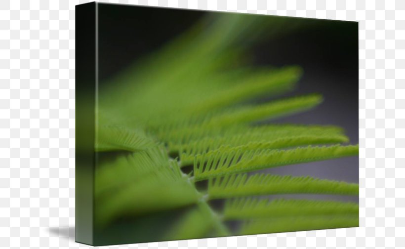 Leaf Close-up, PNG, 650x504px, Leaf, Closeup, Grass, Plant Download Free