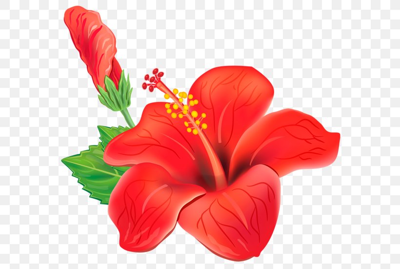 Shoeblackplant Drawing Clip Art, PNG, 600x551px, Shoeblackplant, China Rose, Chinese Hibiscus, Cut Flowers, Drawing Download Free