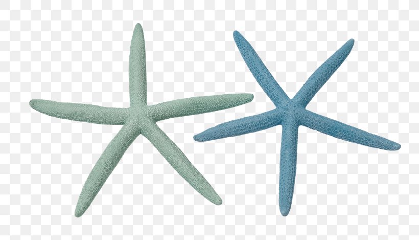 Starfish Marine Invertebrates Echinoderm Crinoid, PNG, 800x469px, Starfish, Animal, Coreldraw, Crinoid, Echinoderm Download Free