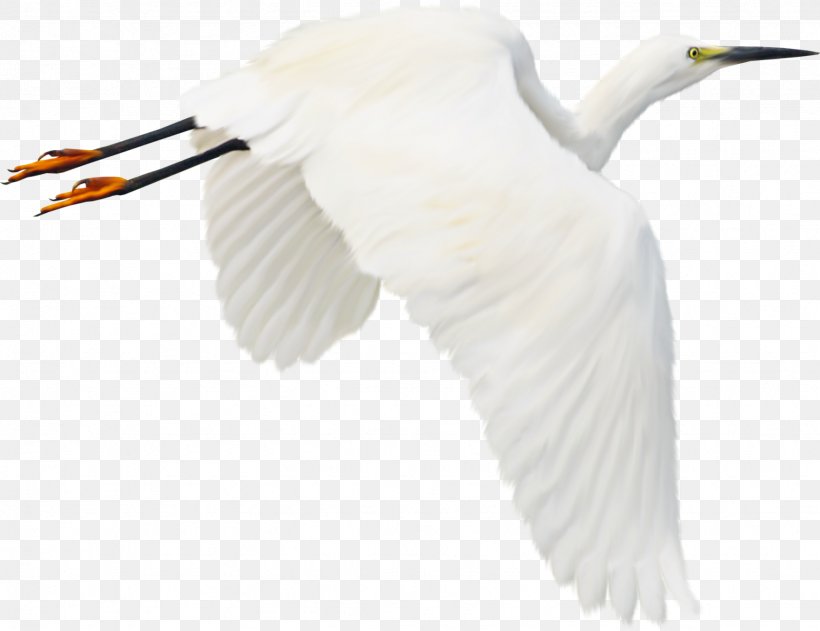 Bird Clip Art, PNG, 1743x1342px, Bird, Beak, Ciconiiformes, Crane Like Bird, Ducks Geese And Swans Download Free