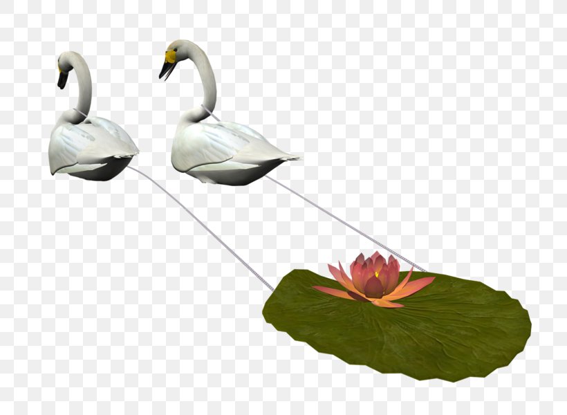 Bird Tundra Swan Duck Clip Art, PNG, 800x600px, Bird, Beak, Cygnini, Digital Image, Duck Download Free