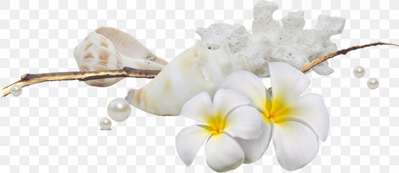 Cut Flowers Frangipani Petal Moth Orchids, PNG, 1200x522px, 2017, Flower, Advertising, Blossom, Body Jewellery Download Free