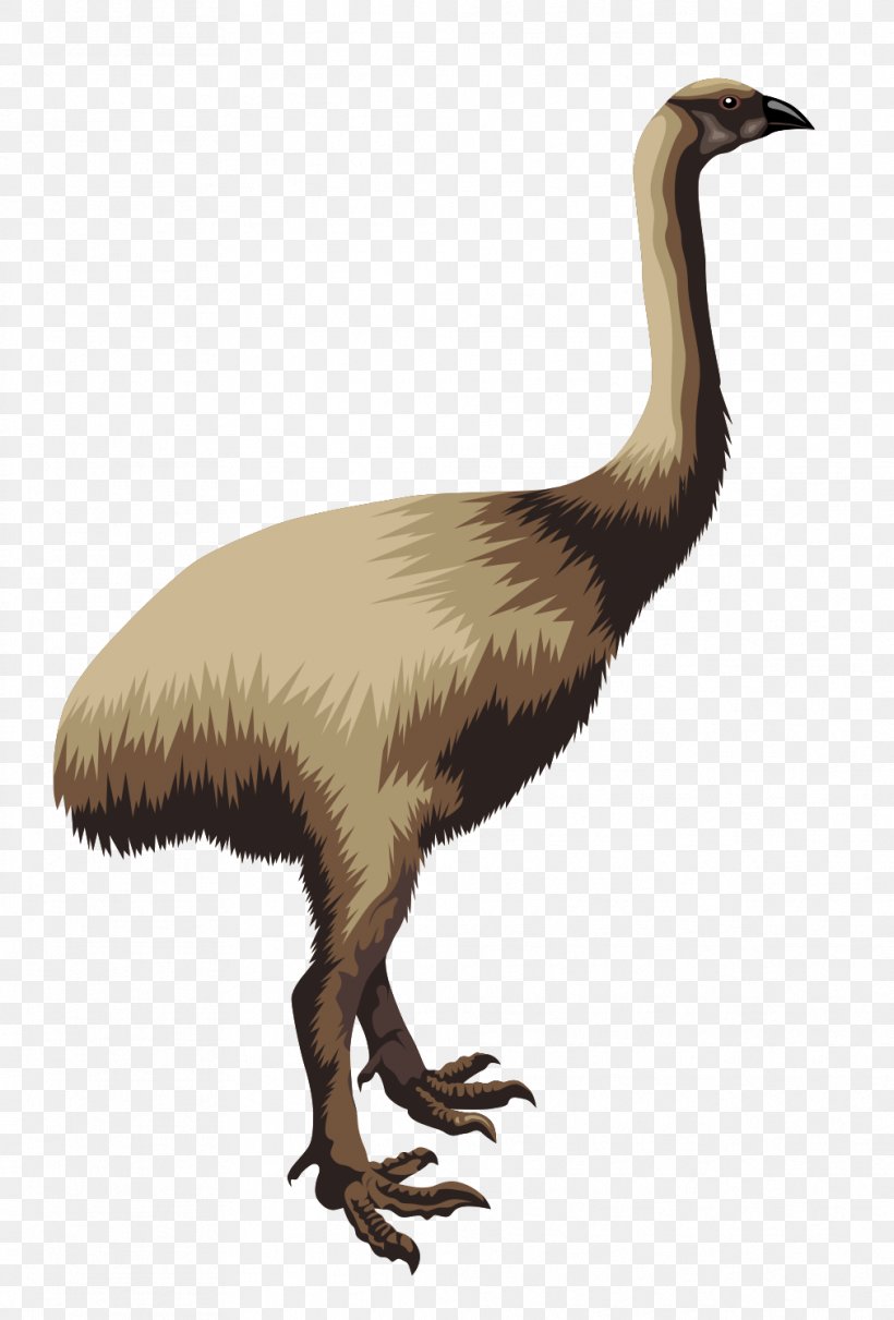 Flightless Bird Moa Common Ostrich Clip Art, PNG, 1011x1494px, Bird, Animal, Beak, Common Ostrich, Crane Download Free