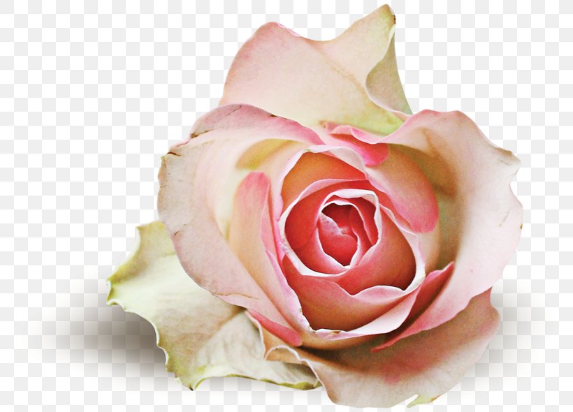 Garden Roses Centifolia Roses If(we) Floristry Cut Flowers, PNG, 800x590px, Garden Roses, Aromatherapy, Centifolia Roses, Close Up, Cut Flowers Download Free