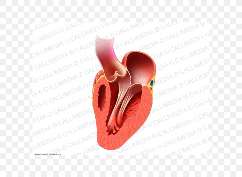 Heart Valve Human Anatomy And Physiology 2 Circulatory System, PNG, 600x600px, Watercolor, Cartoon, Flower, Frame, Heart Download Free