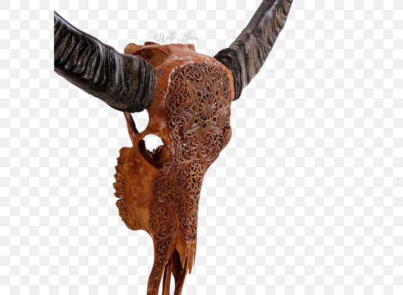 Horn Cattle SKULL MYSTIC Antique, PNG, 600x600px, Horn, Antique, Buffalo, Cattle, Centimeter Download Free