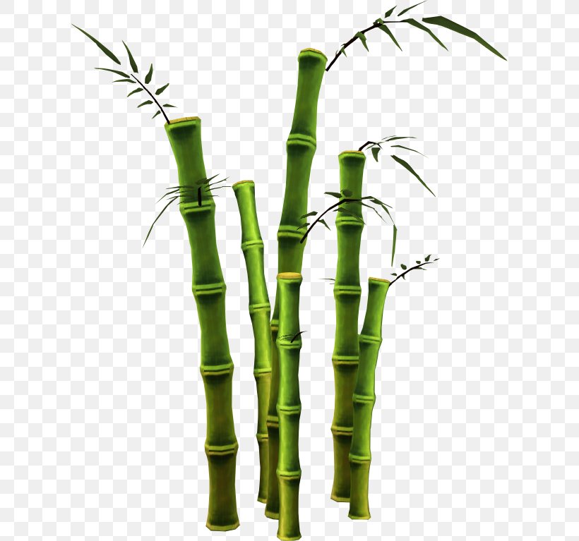 Bamboo GIMP, PNG, 619x767px, Bamboo, Flowerpot, Gimp, Grass, Grass Family Download Free