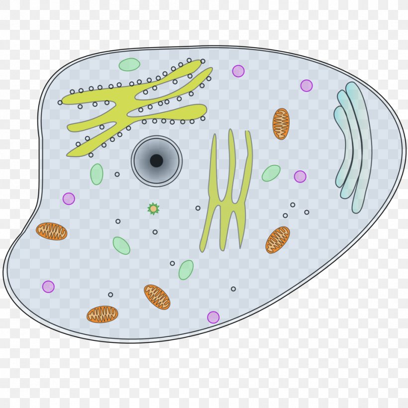 Cèl·lula Animal Clip Art Cell Vector Graphics, PNG, 958x958px, Animal, Biology, Cell, Drawing, Eukaryote Download Free