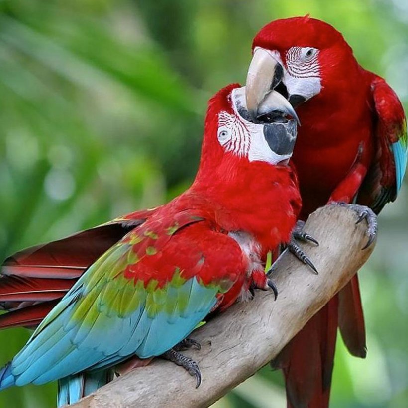 Red-and-green Macaw Great Green Macaw Scarlet Macaw Bird Blue-and-yellow Macaw, PNG, 1024x1024px, Redandgreen Macaw, Beak, Bird, Blueandyellow Macaw, Bluewinged Macaw Download Free