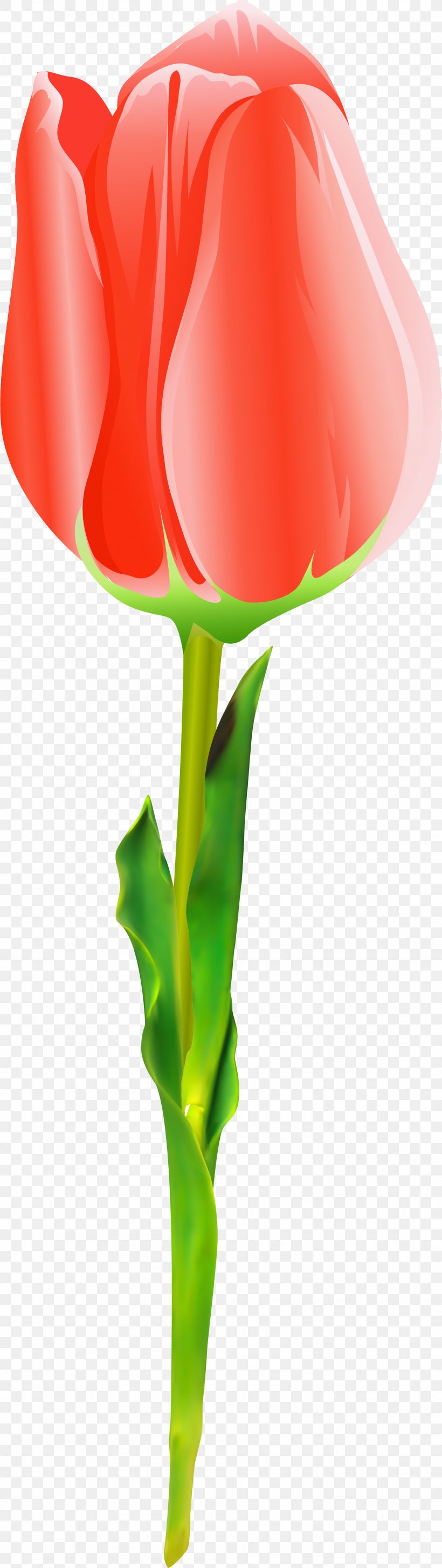 Tulip Rosaceae Plant Stem Rose Petal, PNG, 1986x7045px, Tulip, Family, Flower, Flowering Plant, Orange Download Free