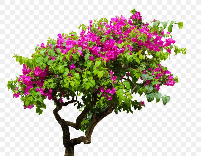 Bougainvillea Image  Vector Graphics, PNG, 1280x997px,  Bougainvillea, Blossom, Branch, Cc0lisenssi, Cut Flowers Download Free