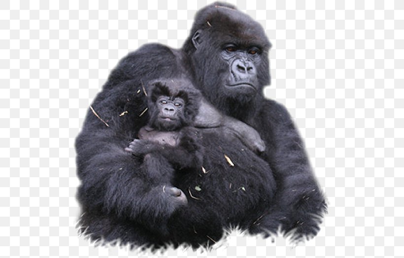 Bwindi Impenetrable National Park Mount Sabyinyo Volcanoes National Park Gorilla Chimpanzee, PNG, 523x524px, Bwindi Impenetrable National Park, Backpacking, Chimpanzee, Cross River Gorilla, Fur Download Free