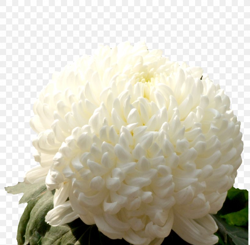 Chrysanthemum Xd7grandiflorum Google Images Designer Cut Flowers, PNG, 2356x2305px, Chrysanthemum Xd7grandiflorum, Chrysanthemum, Chrysanths, Concepteur, Cut Flowers Download Free