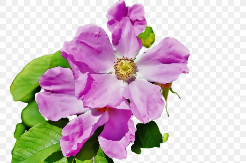 Flower Flowering Plant Petal Pink Violet, PNG, 2448x1632px, Watercolor, Flower, Flowering Plant, Lilac, Paint Download Free
