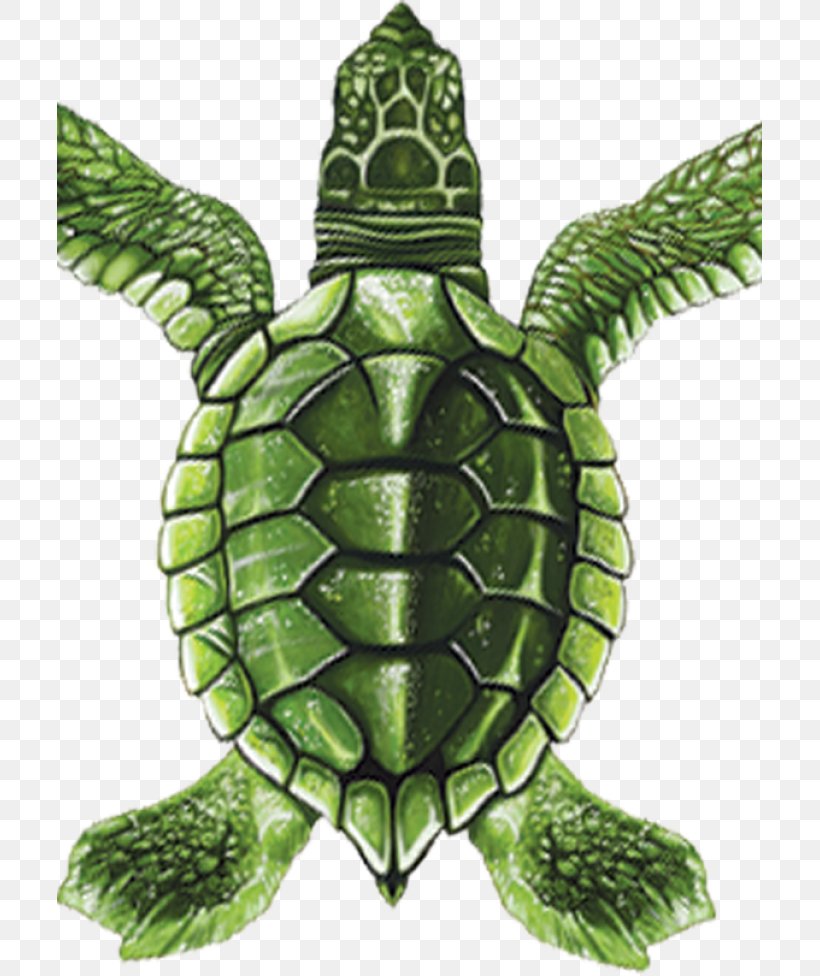 Pond Turtles Green Sea Turtle Tortoise, PNG, 705x976px, Pond Turtles, Backyard, Ceramic, Color, Emydidae Download Free