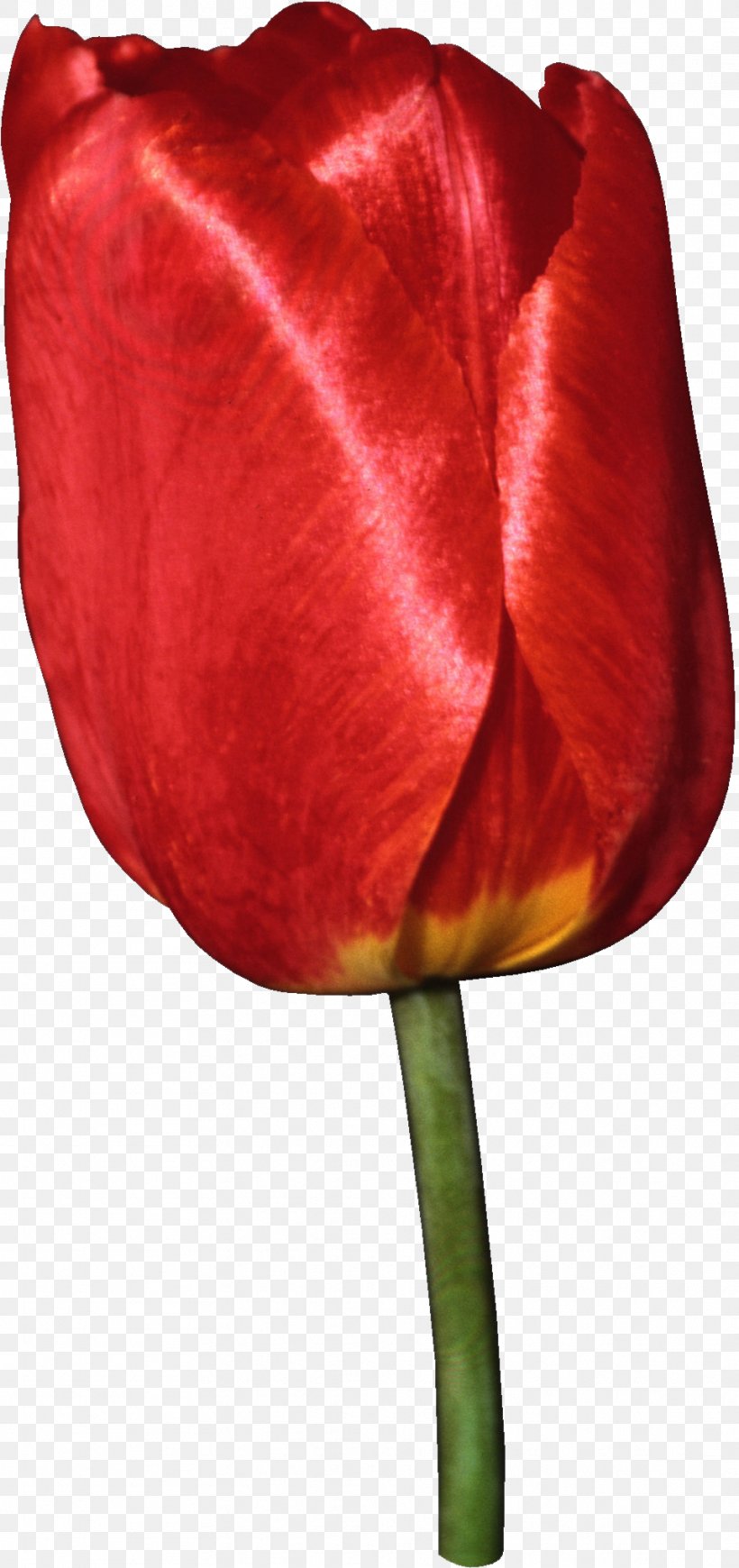 Tulip Flower Liliaceae Plant Stem Clip Art, PNG, 961x2040px, Tulip, Bud, Flower, Flowering Plant, Garden Roses Download Free