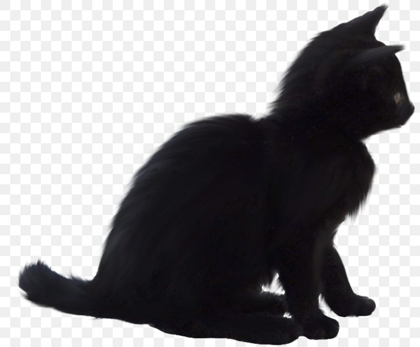 Black Cat Bombay Cat Kitten Domestic Short-haired Cat Whiskers, PNG, 800x678px, Black Cat, Animal, Black, Black And White, Bombay Download Free