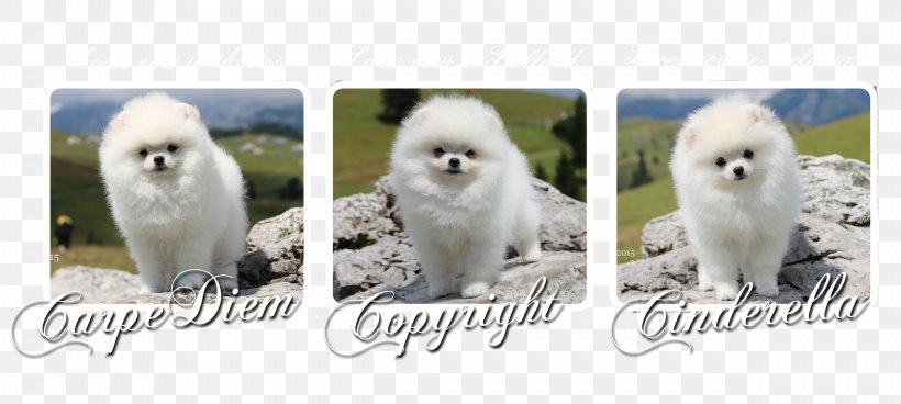 Pomeranian Samoyed Dog Dog Breed Companion Dog Non-sporting Group, PNG, 4961x2231px, Pomeranian, Breed, Breed Group Dog, Carnivoran, Companion Dog Download Free