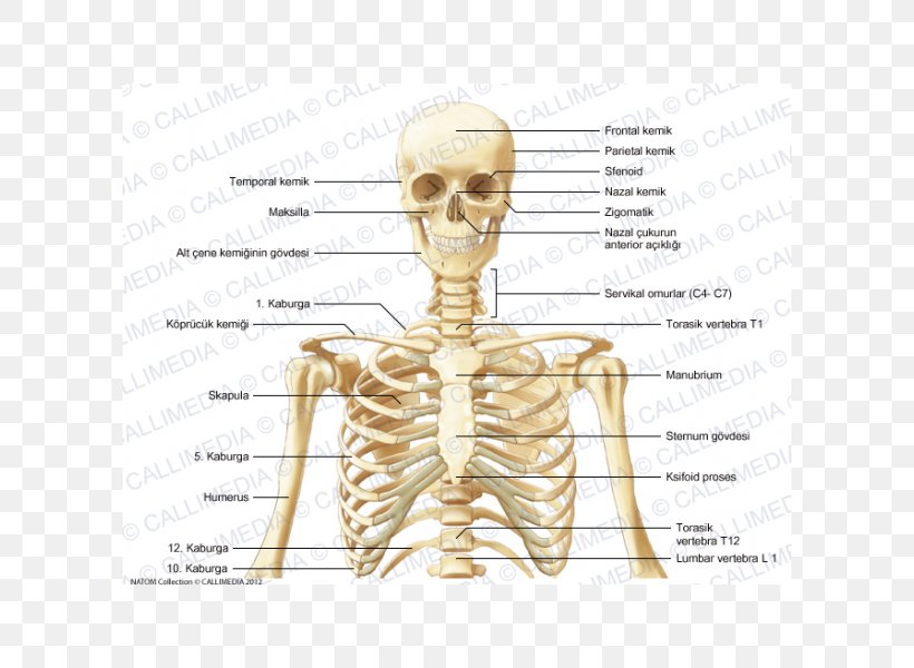 Skeleton Bone Human Anatomy Neck, PNG, 600x600px, Watercolor, Cartoon, Flower, Frame, Heart Download Free
