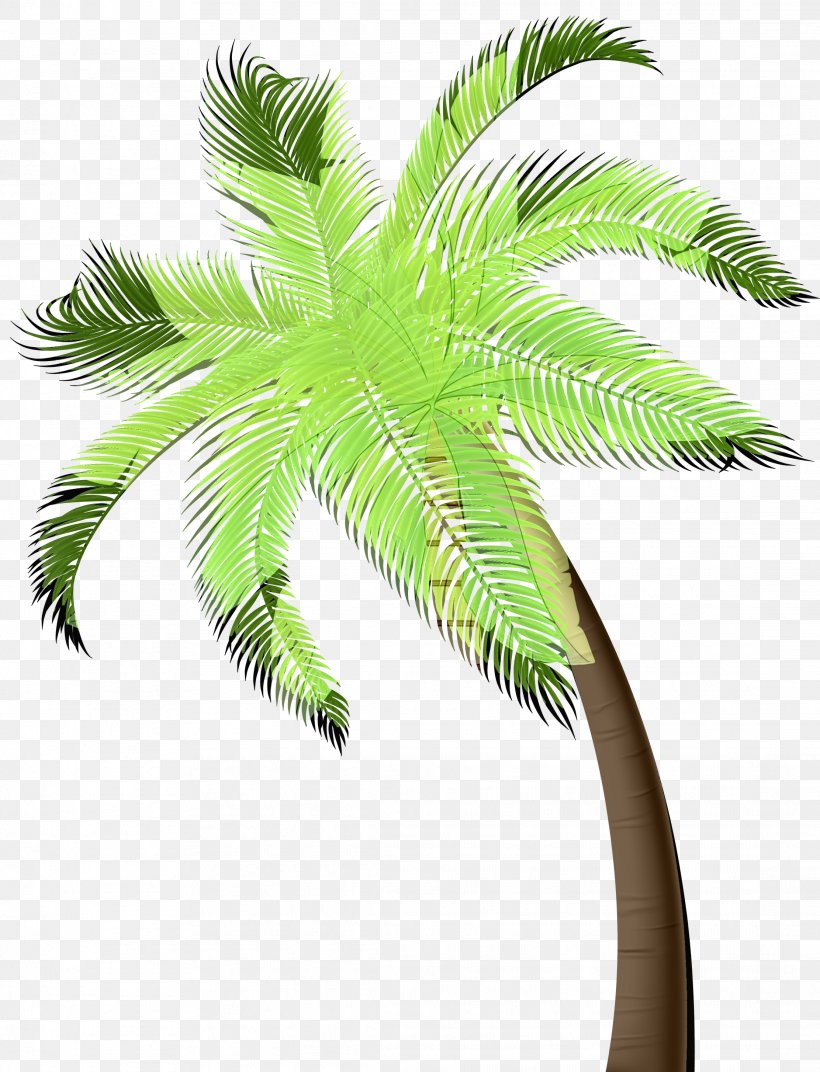 Asian Palmyra Palm Palm Trees Flowerpot Coconut Date Palm, PNG, 2223x2907px, Asian Palmyra Palm, Arecales, Attalea Speciosa, Borassus, Botany Download Free